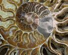 Cut Ammonite Fossil (Half) - Beautifully Agatized #58285-2